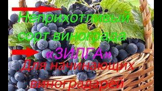 Виноград "Зилга" #виноград#морозостойкийвиноград