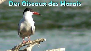 OISEAUX des MARAIS (43 espèces ici)