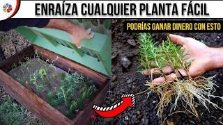  ENRAIZA CUALQUIER PLANTA por ESQUEJES podrías GANAR DINERO con éste SIMPLE INVENTO.