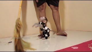 So Adorable! Tiny Baby Monkey Jason Wearing Cute Clothes Learn To Walk Follow Mom Cleaning Home