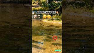 A Massive Salmon Run!  #salmon #salmonrun #salmonfishing #shorts #nature