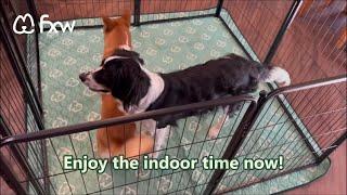 FXW Homeplus Playpen and Pee Pad Review: Upgrade Dog Indoor Playtime |  #doglife