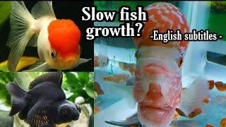 5 reasons for slow growth in fishes