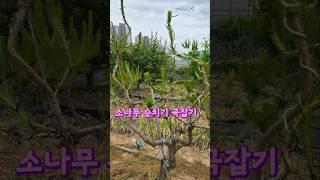 소나무 순치기 곡잡기.....지금 시기에 꼭 해주세요