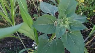 No-Till бризкаємо покровні культури