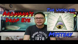 Arowana's Drop Eye - The Unsolved Mystery!