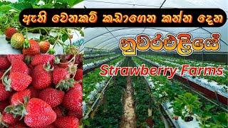 Strawberry Farms Nuwaraeliya | මීදුම මැදින් ස්ට්‍රෝබෙරි කන්න යමු | NuwaraEliya Travel Places