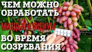 КАКИМИ ПРЕПАРАТАМИ МОЖНО ОБРАБАТЫВАТЬ, КОГДА УРОЖАЙ УЖЕ СОЗРЕВАЕТ. НАРОДНЫЕ СРЕДСТВА, БЕЗ ХИМИИ