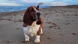 Christmas Day 2020 Stanley the Basset Hound  aged 16 months