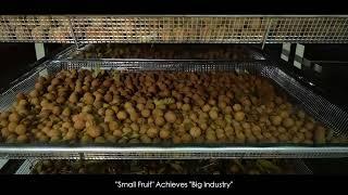 Excellent Case about drying  fruit, litchi. Food dryer is operating to dry the fruit smoothly.