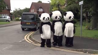 Panda road cross!