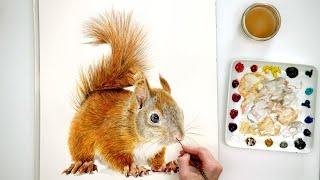 How to paint a realistic watercolor squirrel [a watercolor step by step tutorial] with Anna Mason