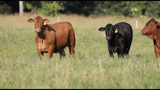 2020 Beefmaster Feature on The American Rancher