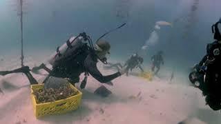 Coral Restoration Foundation™ Virtual Dive