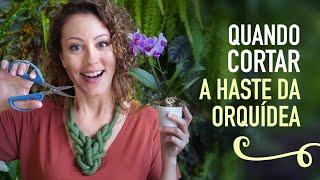 Quando PODAR a HASTE da ORQUÍDEA