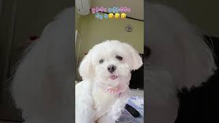 방송출연 본방 놓쳤다면??? 지금 바로 여기를 클릭!!! #dog #인삼먹는달콩이 #TV굿모닝투데이 #TV동물병원 #유튜브 #애견일상 #방송출연