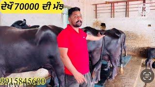 Sandhu dairy farm blog no.1