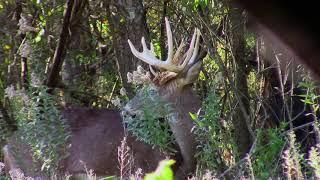 Bone Wild TV   Illinois Deer Hunting