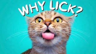 Why Does My Cat Lick Me?  What Your Cat’s Licks Really Mean