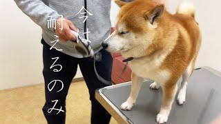 注射が終わったとたん強気になる柴犬