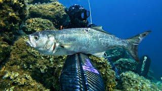 Spearfishing Croatia vs Mixed Terrain Hunt August 2024 4K 