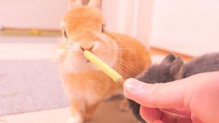 うさぎにポッキー風おやつをあげたらまさかの反応でした....【No.1506】