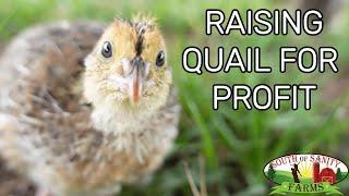 How Much Money We Make Raising Quail on a Small Scale