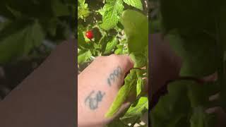 Early March cherry tomato garden snack harvest! #gardening #homegrown #garden #tomatoes #shorts