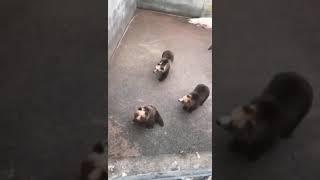 Japanese alps brown  bears #shortsvideo #youtubeshorts #brownbear #hokkaido