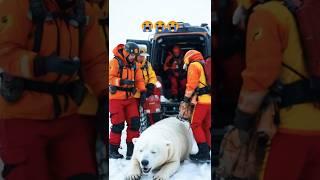 Pregnant Polar Bear and Baby Rescued