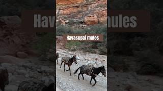 Havasupai Mules  #backpacking #hiking #havasupai #travel #mules #outdoors #mountains #nature #earth