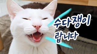 이렇게 말많은 고양이 보셨어요? ※귀 막고 오세요※