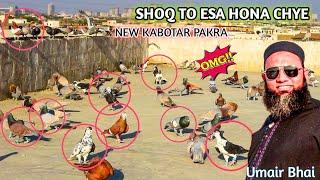 New Kabotar Pakra | Gola  Kabootar Ladai | Umair Bhai K Ka Shooq | Pigeon Video | Kabotar Video 2024