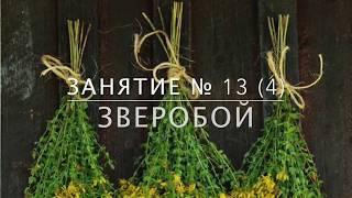 Школа травоведения - Занятие № 13(4) ЗВЕРОБОЙ против отчаяния