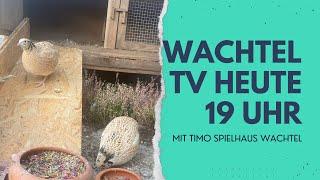 Wachtel TV / Staffel 1 Folge 1 ( Timo Spielhaus Wachtel)