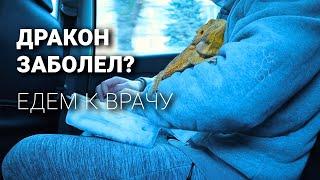 Дракон заболел? | Едем разбираться к врачу