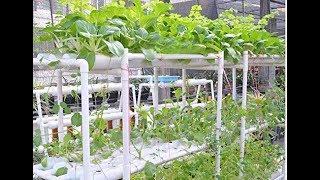 Hydroponics for Beginners