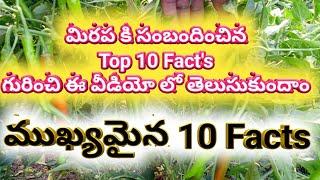 మిరప లో ముఖ్యమైన 10 facts గురించి ఈ వీడియో | My Wildlife Agricultural | Mirchi Crop Details Telugu