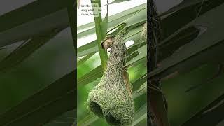 Tailor of the Wild: Precision Nest Crafting!  #weavers #birdnest #nestbuilding #naturelovers