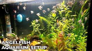 Build a Planted Aquarium For Angelfish