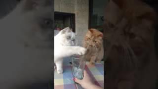 These cats are so mesmerized with the straw