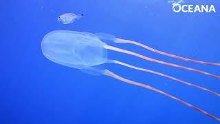 BOX JELLYFISH: Little but lethal | Oceana