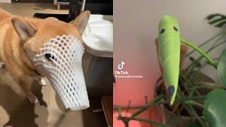 BORZOI DOG MEMES FROM TIKTOK