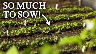 What to Sow in May for Self-Sufficiency