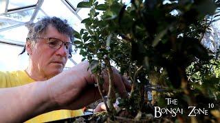 Winter Pruning My Boxwoods, The Bonsai Zone, Jan 2023