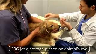 LKC Technologies - RETevet™ for Veterinary Ophthalmology