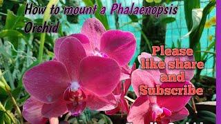 How to mount a phalaenopsis orchid#sandiporchid