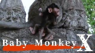 Baby Monkey on the Edge, The Conclusion / monpai monyet sad baby bibi