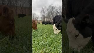 Everyone likes a full belly on Christmas #cows #farming #covercrops #grazing #christmas #ranching