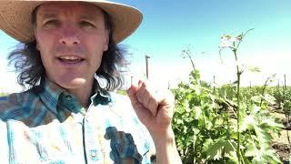 J. Bookwalter Winery winemaker Caleb Foster's summer tour in 1988 block at Conner Lee Vineyard